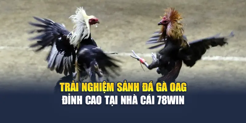 Trải Nghiệm Sảnh Đá Gà OAG Đỉnh Cao Tại Nhà Cái 78WIN